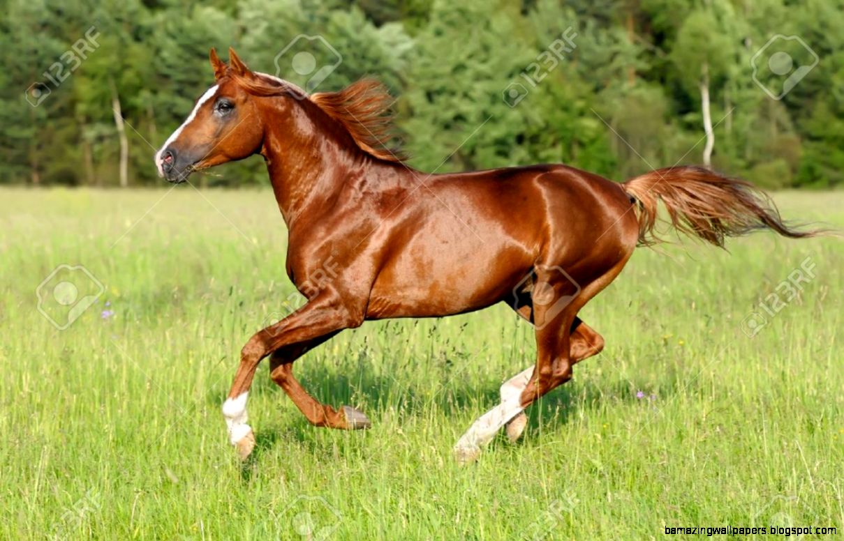 Wild Horses Galloping In A Meadow Amazing Wallpapers