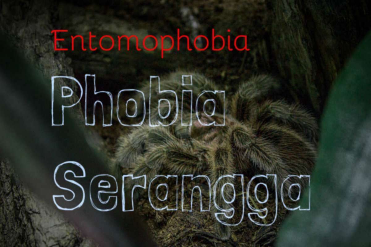 Phobia Serangga