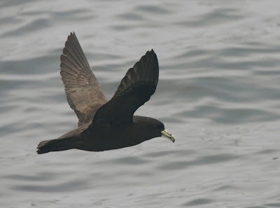 White chinned Petrel