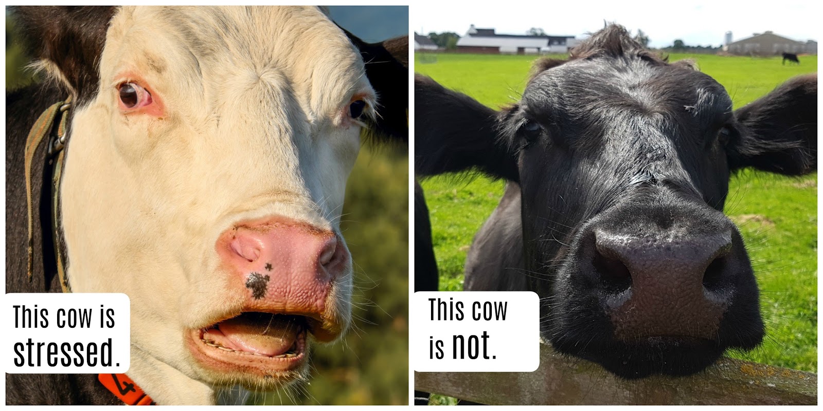 Teaching Kids about Emotions with Animals Life with Moore Babies