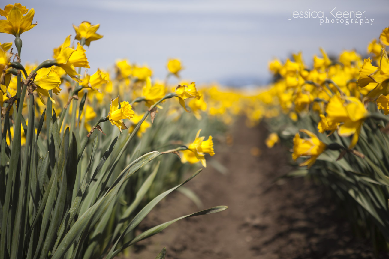 Jessica Keener Photography The Skagit Valley Tulip Festival • Mount