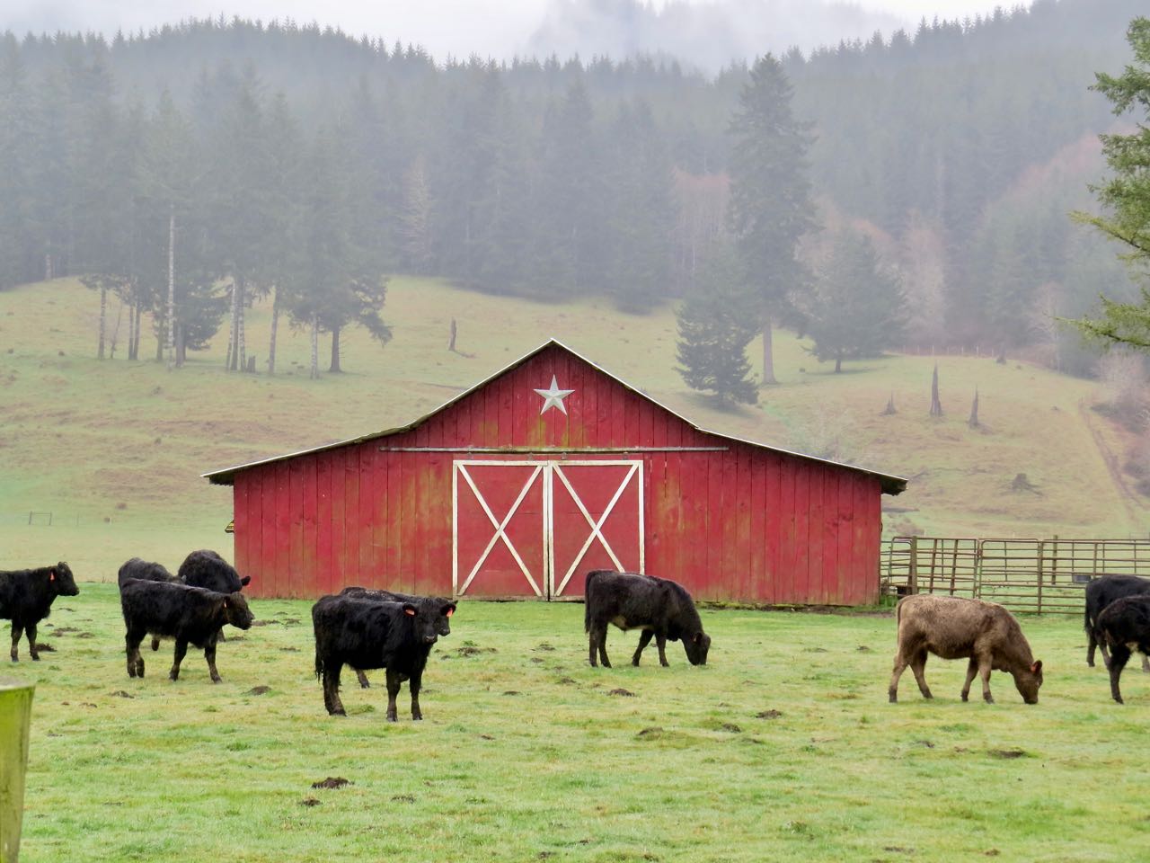 LuAnn Kessi Feeding the Yearling Cattle...