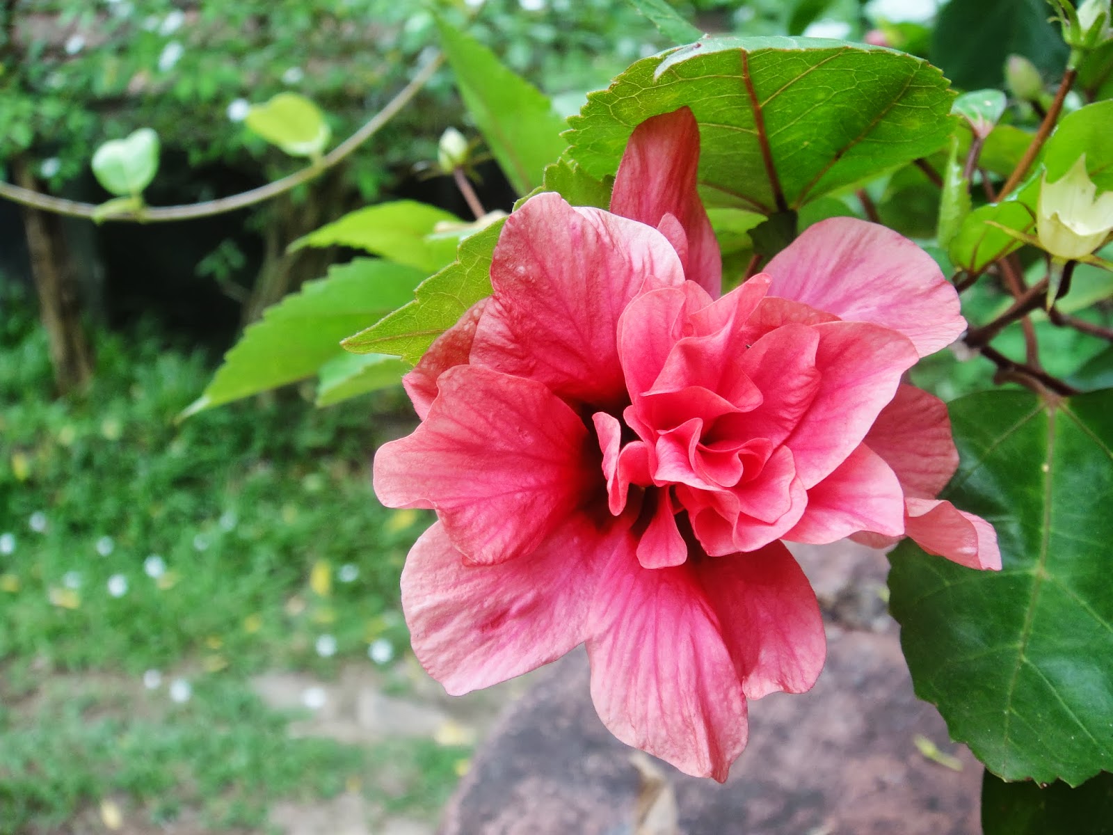 Sri Lanka Most Beautiful Flowers mihisaraTUBE