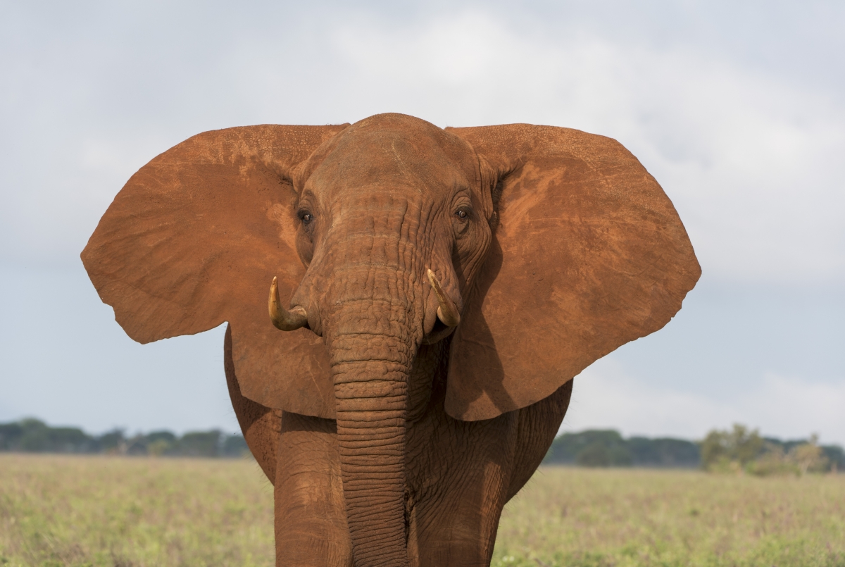 Elefanten, Elephants, kenya, kenia, Lumo, Tsavo, Safari