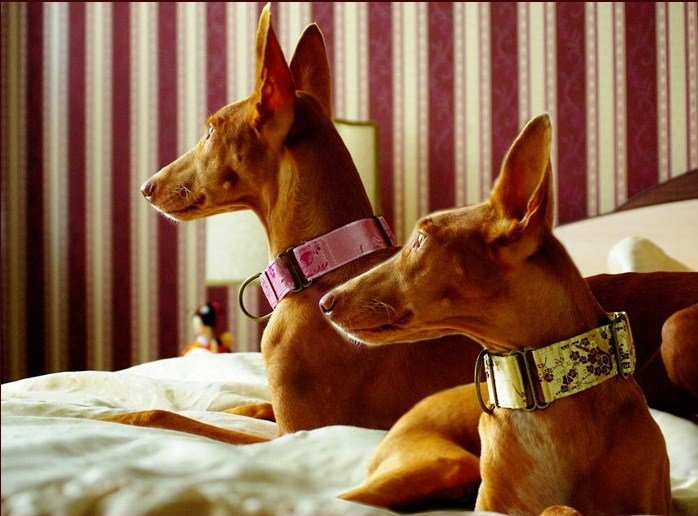 Dog Collars Designer Martingale Collar, Cat Collars, Crystal Collars