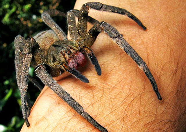 A aranha mais venenosa do mundo
