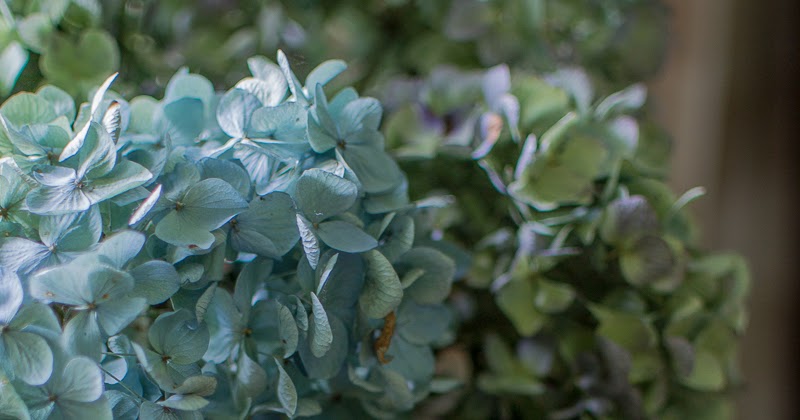 Hydrangea Has Lots Of Flower Buds But They Do Not Bloom