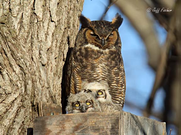 Great Horned Owl Nest With Chicks