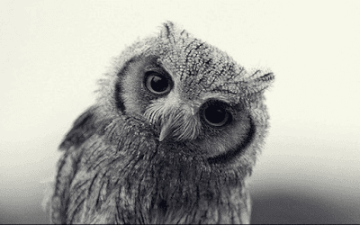 Daftar Resmi Harga Burung Hantu Terbaru (Lengkap) burung hantu celepuk