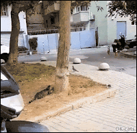 Hilarious Cat GIF • Double cat FAIL • 2 clumsy cats trying to catch a flying pigeon haha