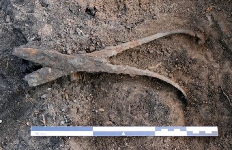 Viking blacksmith found buried with his tools