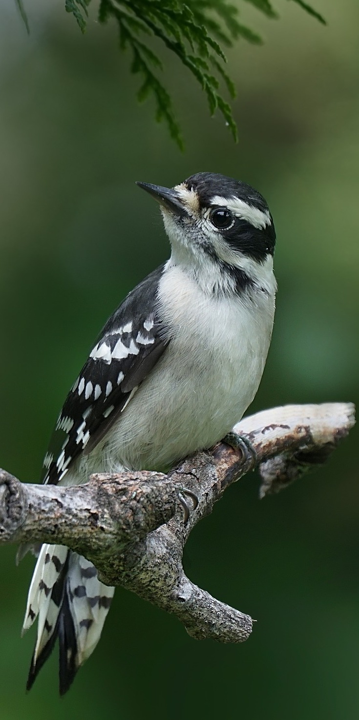 Picture of a female downy woodpecker.