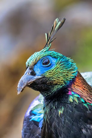 monal bird monal bird