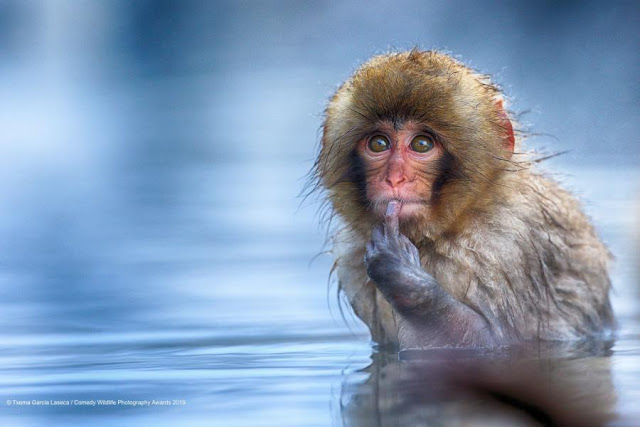 Japanese Macaque by Garcia Lasaca