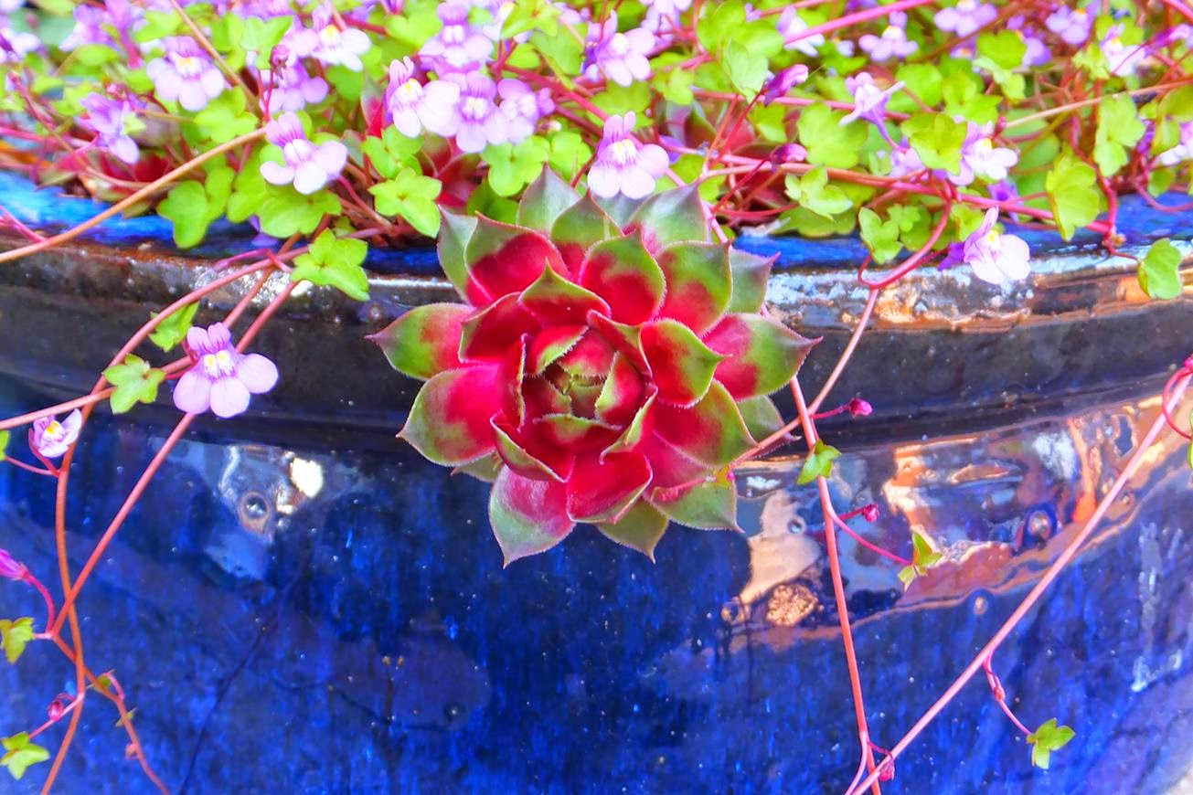 Alternative Eden Exotic Garden Plants in the Blue Pots Update