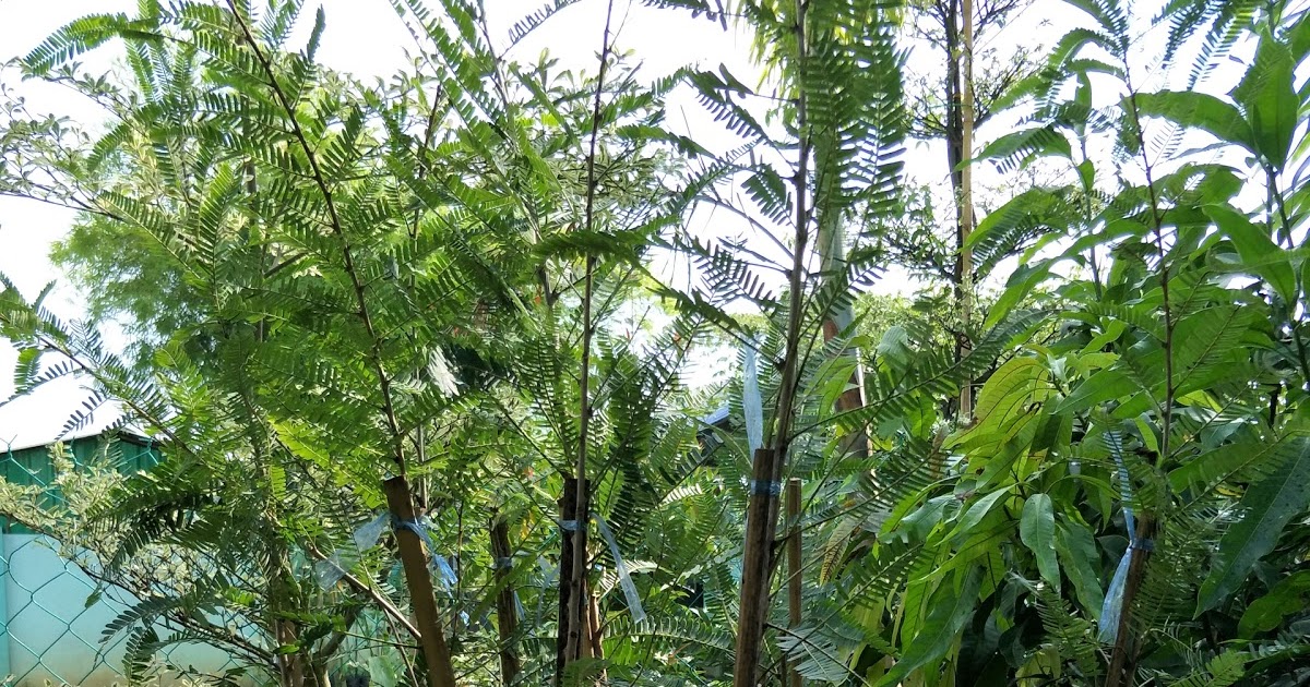 BUMI HIJAU NURSERY (002279488-D): Pokok Buah Melaka
