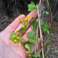 Invasive cape ivy (Delairea odorata) in a riparian setting along Fish Canyon Trail, Angeles National Forest