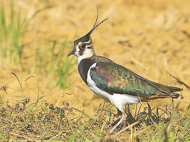 Birds, Lapwing, Vanellus vanellus