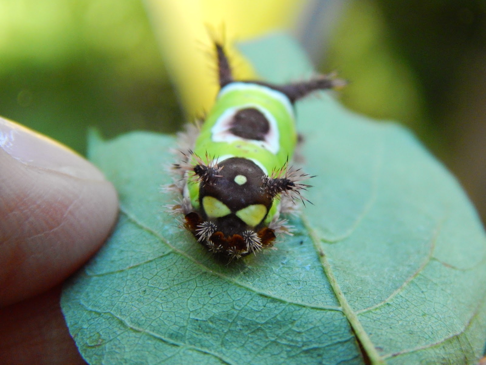 Capital Naturalist by Alonso Abugattas Stinging Saddleback Caterpillar