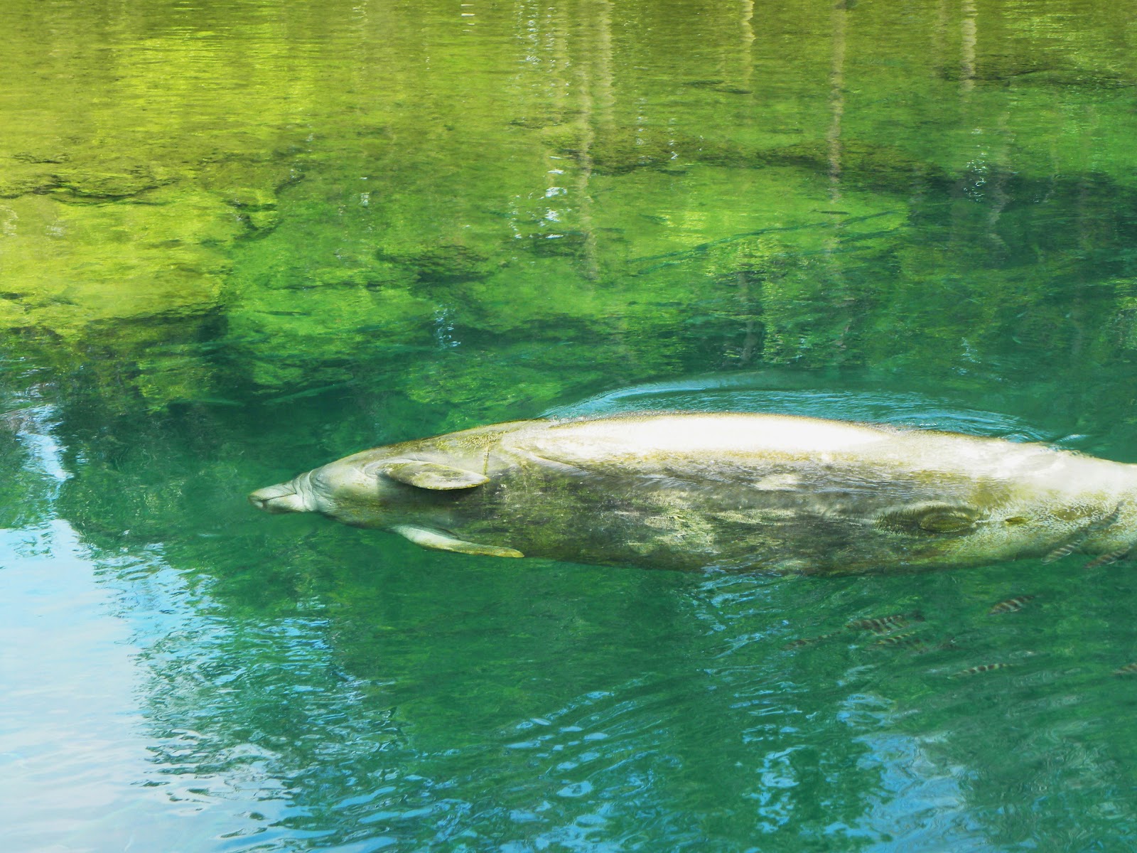 2015 TRAVELS : HOMOSASSA SPRINGS WILDLIFE STATE PARK - FLORIDA