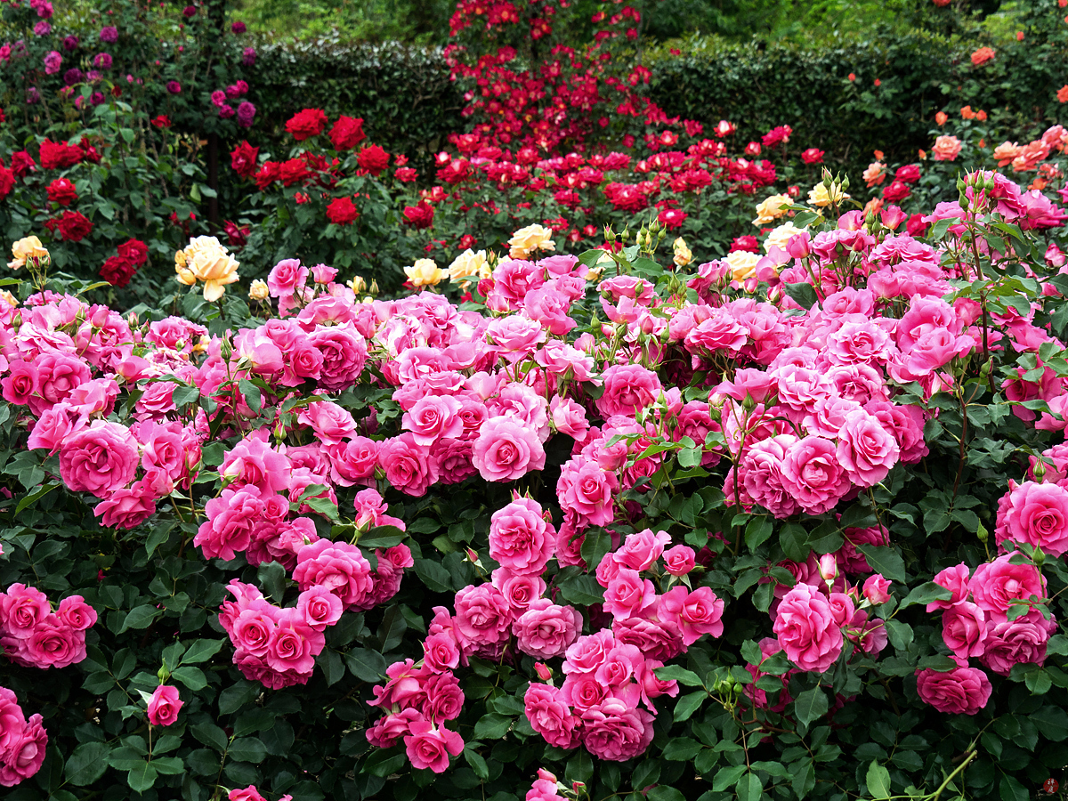 FROM THE GARDEN OF ZEN Rose garden Ofuna botanical garden (Kamakura)