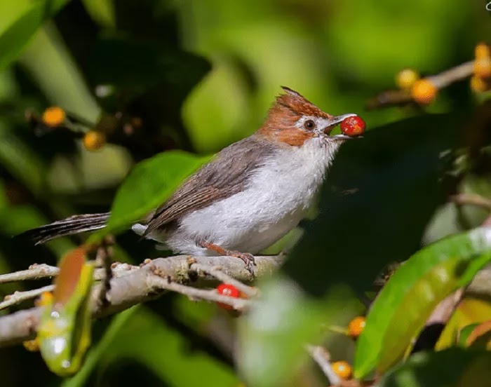 Burung Yuhina Kembaran Cucak Jenggot Yang Mampu Bersaing Sukses Perawatan