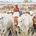 Taraba State Rejects FG’s Cattle Colony Proposal