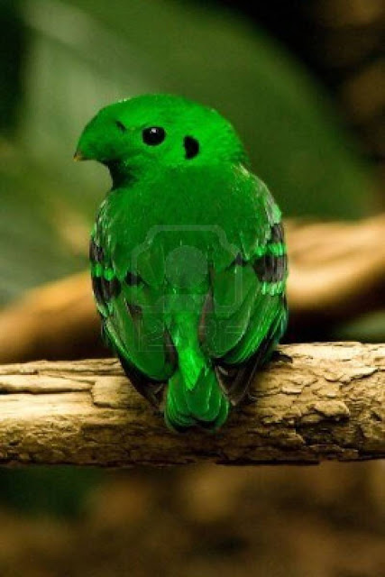 The Green Broadbill (Calyptomena viridis) - Ryan Maigan Birds