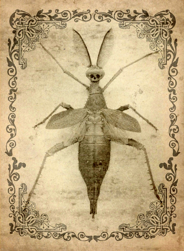 The_Insect_God_by_insect_doll.jpg