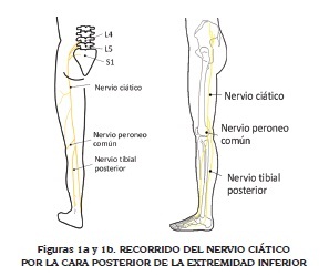 inervacion sensitiva de la pierna