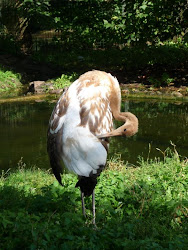 crane birds wild grass flying animation stand cranes