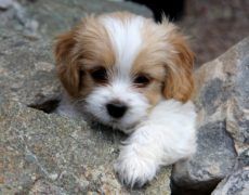 cute puppy pictures