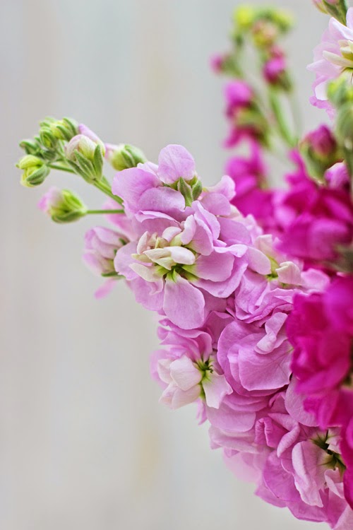 ...OF SPRING AND SUMMER... A Bunch for the Weekend 53 More Scented Pink Stock Flowers