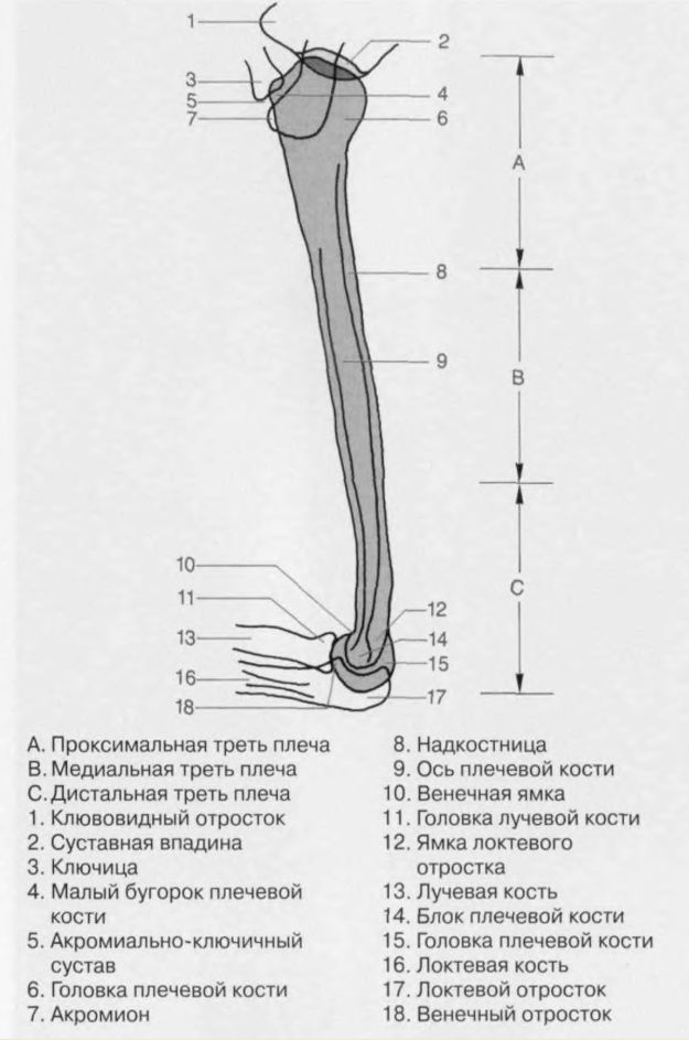 Анатомия плечевой кости синельников. Верхняя треть плечевой кости. Перелом диафиза плечевой кости клиника. Строение головки плечевой кости. Анатомия дистального отдела плечевой кости.