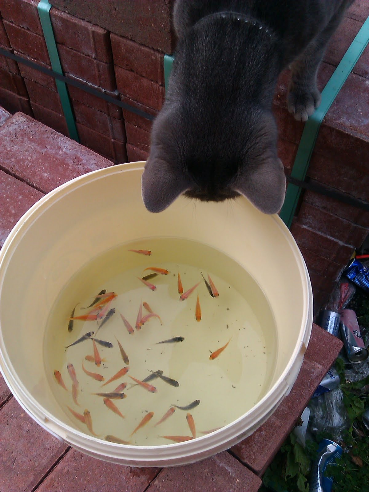 guide to growing koi fry Guide to growing koi fry from 68 weeks old