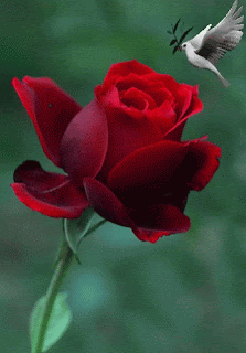 Happy Rose Day Gifs Happy Rose Day Gifs