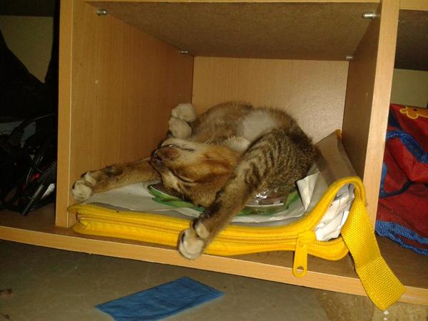 Pantas Saja Rasulullah SAW Memelihara Kucing, Ternyata Manfaatnya Begitu Besar! Pantas Saja Rasulullah SAW Memelihara Kucing, Ternyata Manfaatnya Begitu Besar!