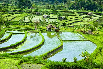Hasil gambar untuk kampung sarongge cianjur