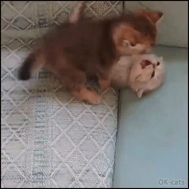 Crazy Kitten GIF • 2 kitties fighting hard again and again, little monsters! Crazy Kitten GIF • 2 kitties fighting hard again and again, little monsters!