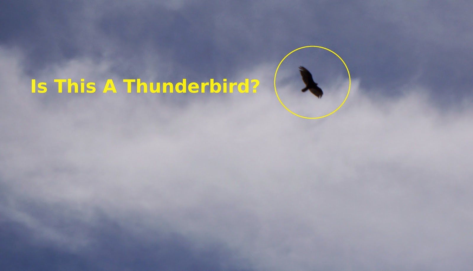 could it be a real Thunderbird