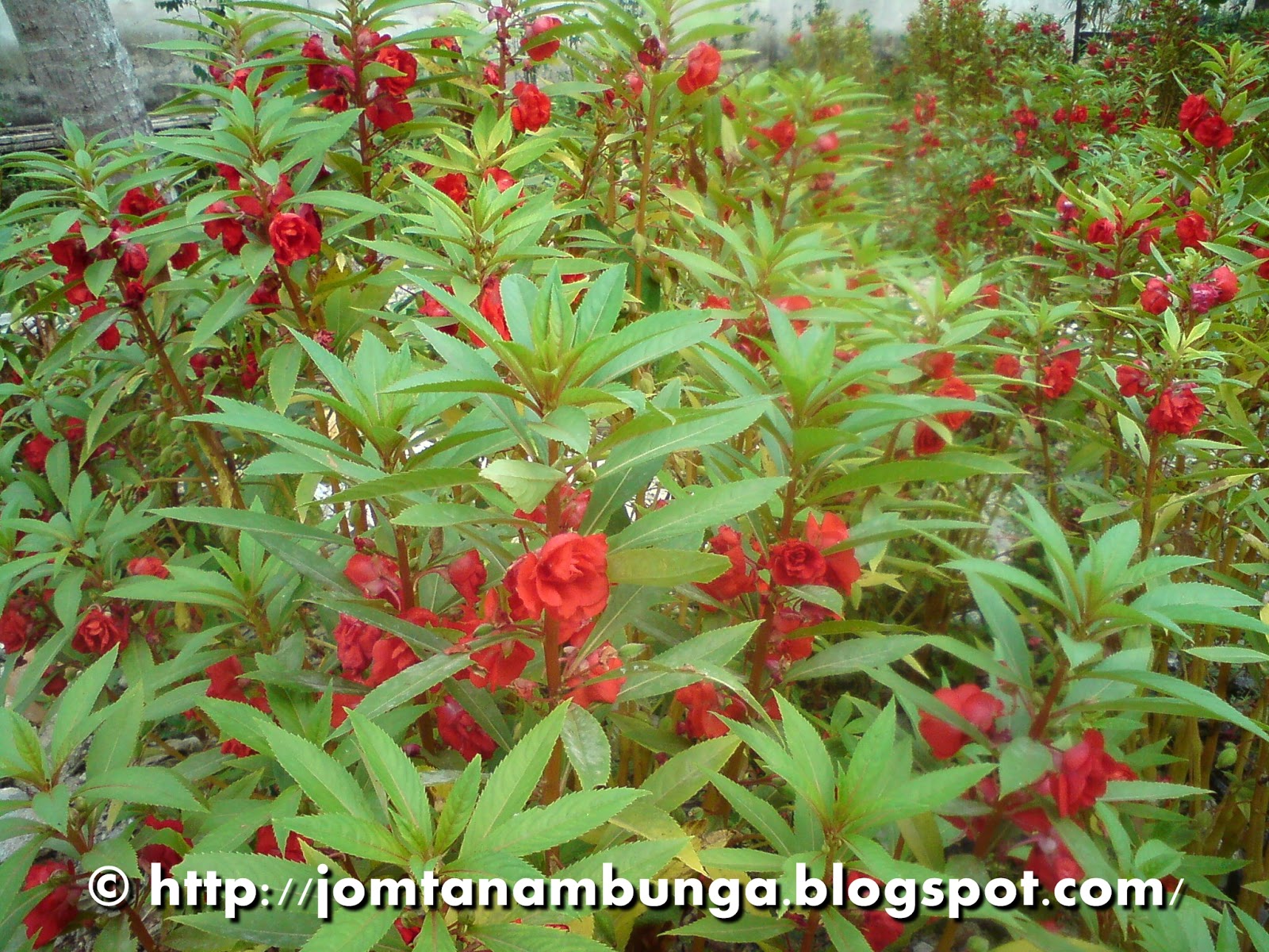 Jom Tanam Bunga: Februari 2013