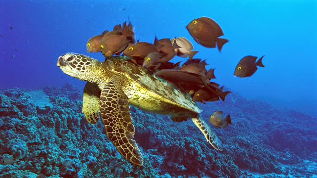 162739-Turtle and Fishes Animal HD Wallpaperz