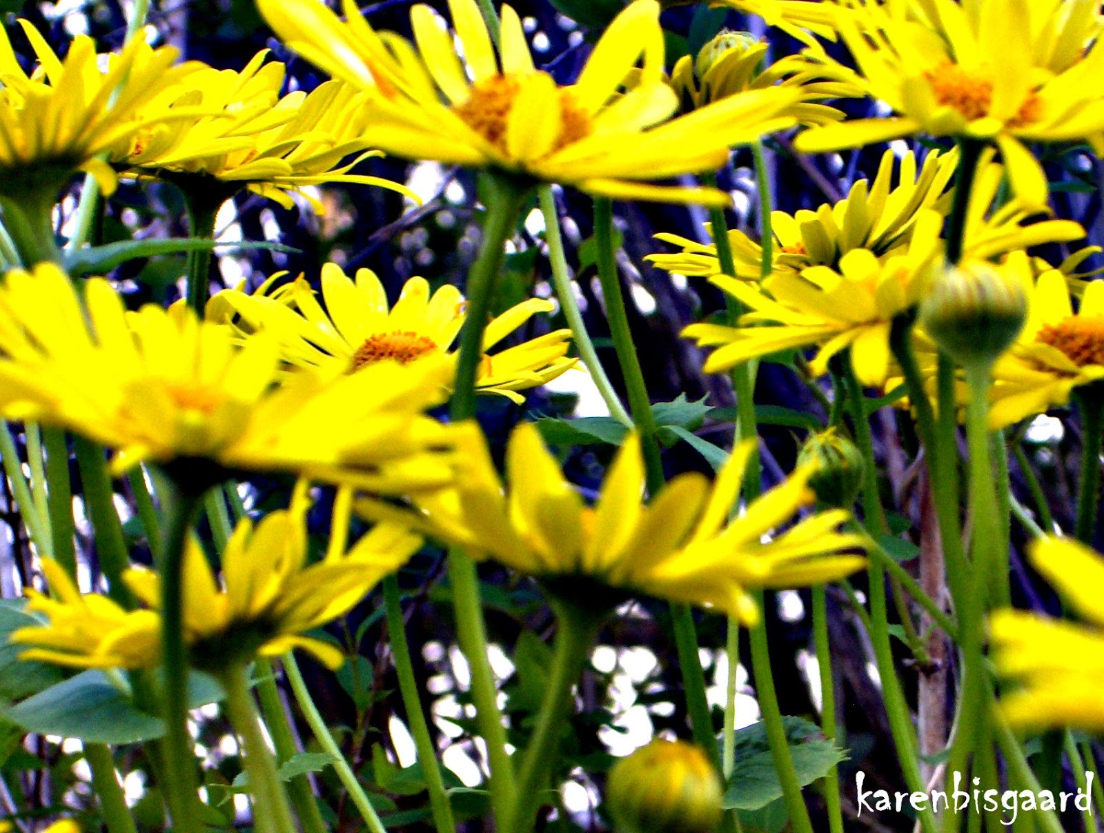 Karen`s Nature Photography Peek Into Group of Yellow Daisy Flowers.