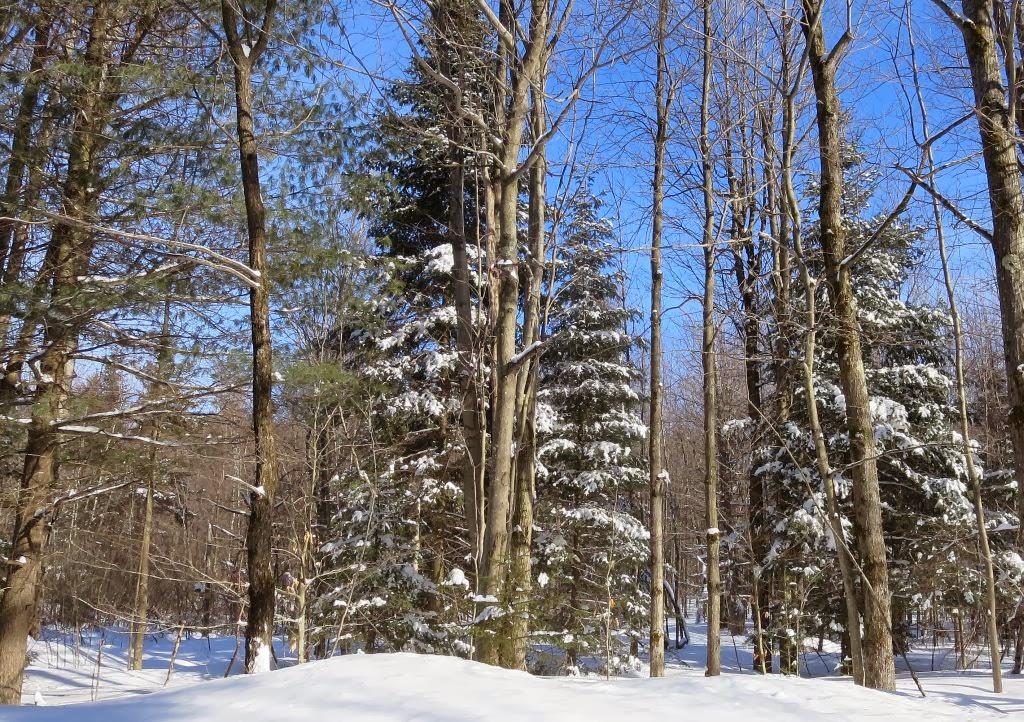 Windswept Adventure Part 2 A Glorious Adirondack Winter In