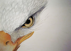 bird feathers feather painting eagle wildlife canadian animal bald paintings theriault colette nature artist portraits pet update