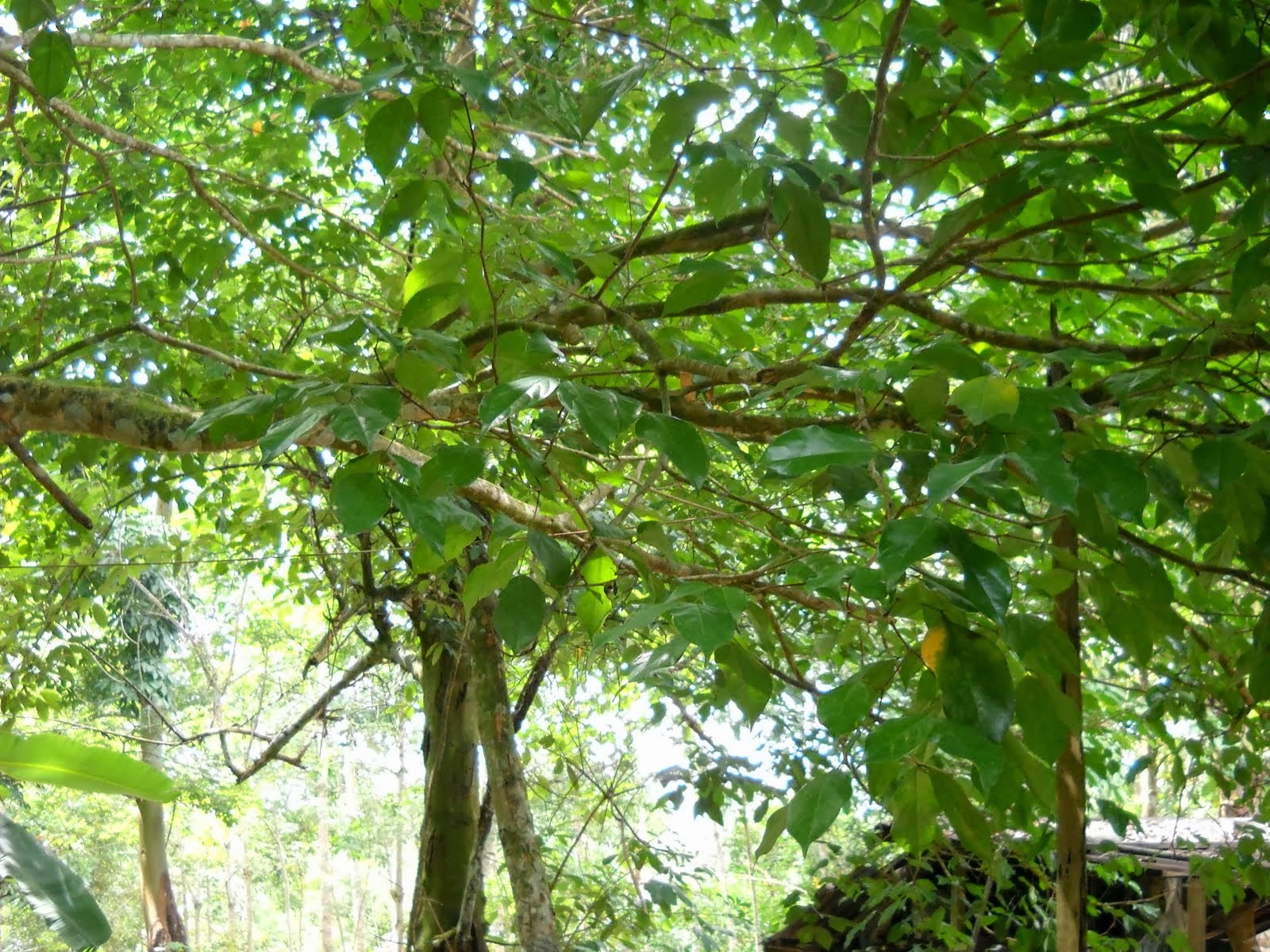 Makanan Tradisi Malaysia, Ulam - Kerdas |MyRokan