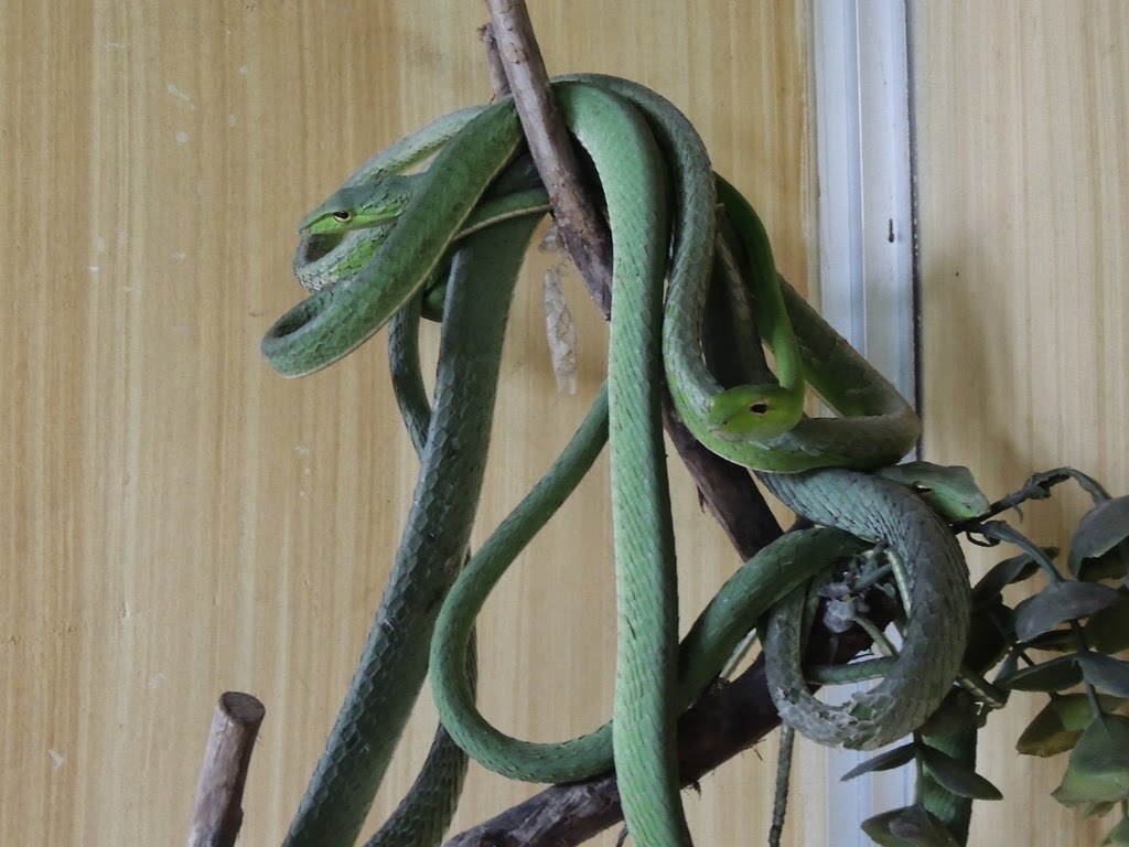 20 Gambar Hewan Orong Orong Koleksi Kekinian