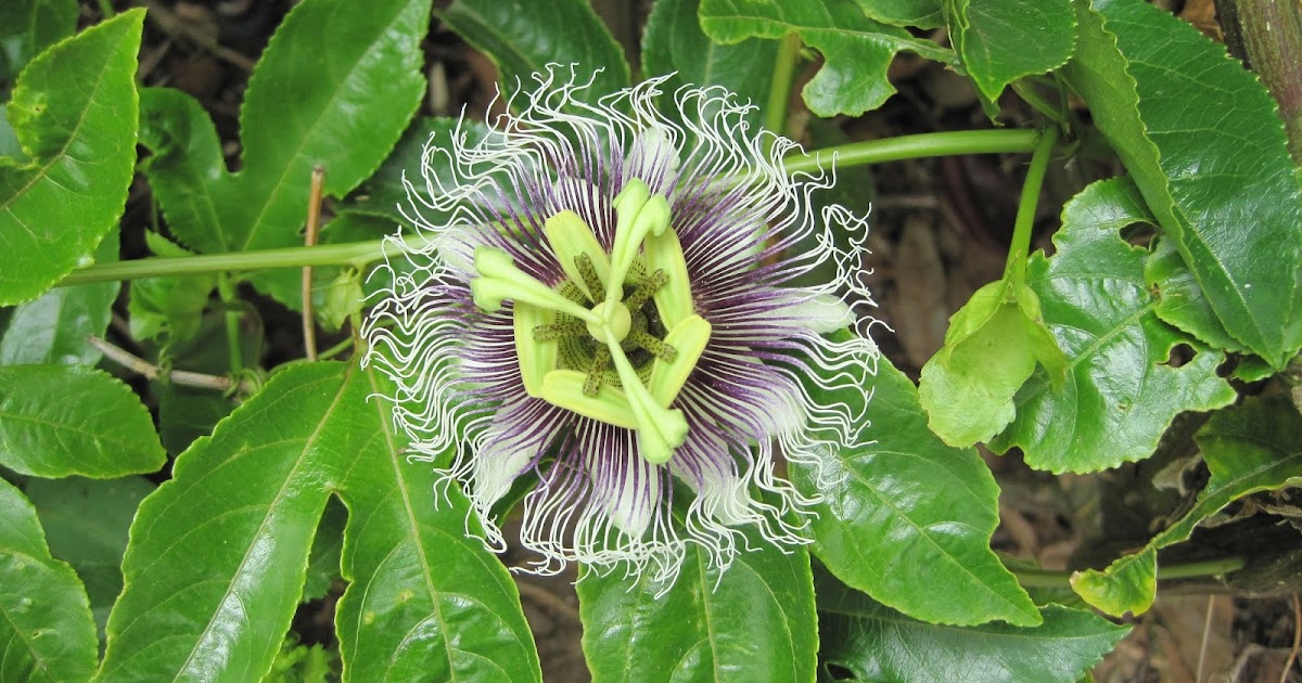 Passion Fruit starts flowering