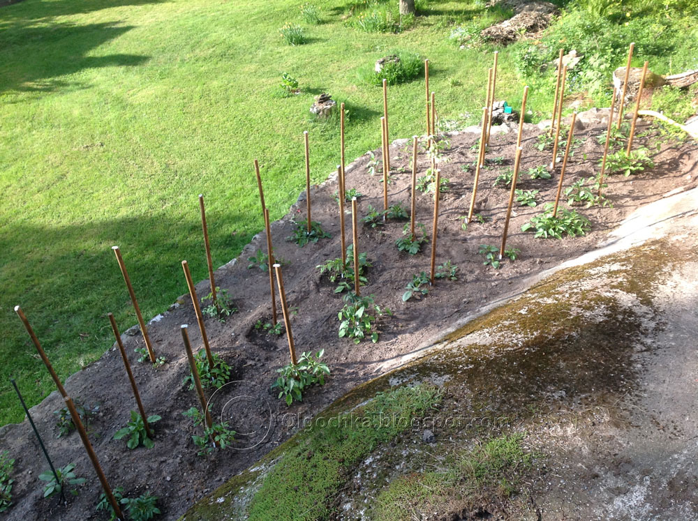 Blog sluts A plant garden