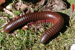 are house centipedes harmful to cats 3
